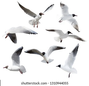 photo of black-headed gulls isolated on white background