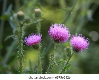 Photo of bloom, Flower, purple Passel. - Shutterstock ID 687563326