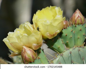 Photo of a blooming cactus with pretty yellow flowers in close-up in provencal nature. This photo was taken near Fontaine de Vaucluse in Provence in the spring.