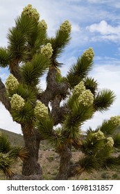 Photo of blooming Joshua tree in the spring, Nevada desert.