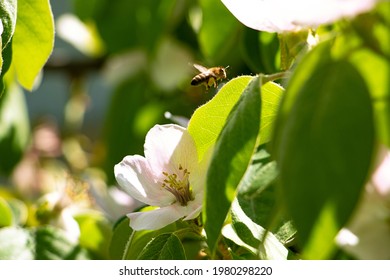 Photo Of A Blossoming Apple Or Quince In Sunlight.Concept Of The Springtime Blooming.Beautiful Floral Background.Flying Bee On The Background.