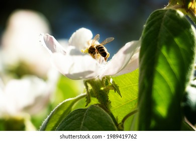 Photo Of A Blossoming Apple Or Quince In Sunlight.Concept Of The Springtime Blooming.Beautiful Floral Background.Flying Bee On The Background.