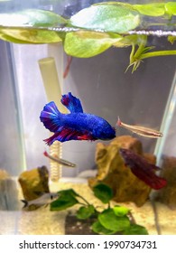 Photo Of Blue Betta Fish Close Up