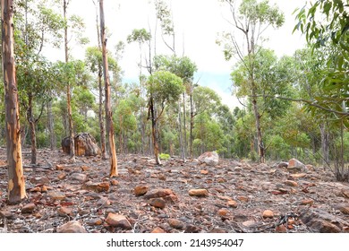 A Photo Of A Blue Gum Tree Forest, Showing The Barren Area Between The Trees.