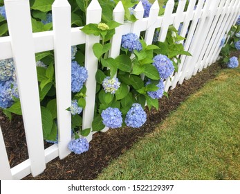 photo of blue hydrangeas growing through white picket fence