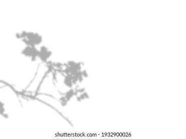 Photo blurred shadow  of the cherry blossoms. Beautiful plant branch. Decorative Design element.