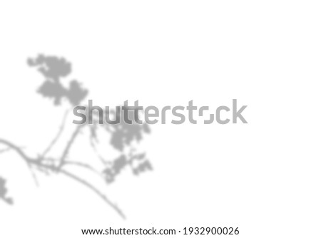 Photo blurred shadow  of the cherry blossoms. Beautiful plant branch. Decorative Design element.