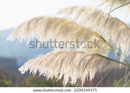 Photo in boho style with pampas grass and greenery, and two straw chair in field with sunset view