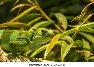 2,526 Iguana with stripes Images, Stock Photos & Vectors | Shutterstock