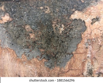 The Photo Of Breaking Cement Wall Texture And Have Mold.