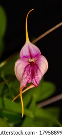 A photo of a bright pink and red Masdevallia (Latin name) orchid in bloom.