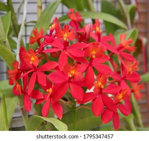 A photo of a bright red orchid hybrid, known as Epidendrum (Latin name) Helen Yamada.