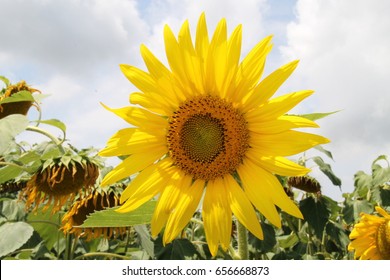 Photo of a bright yellow sunflower flower in a hot sunny day in Bulgaria. 