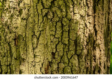 Photo of broad woody trunk with solar clarity.