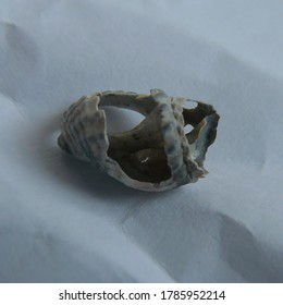 A Photo Of A Broken Seashell On A White Background