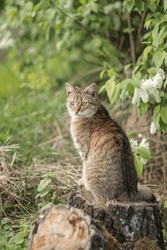 A Photo Of A Brown Cat Near A Flowering Tree.