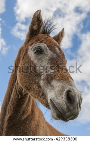 Similar – Image, Stock Photo Curious horse against sky. View from below