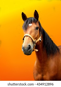 Photo of brown horse with yellow orange background - Shutterstock ID 434912896