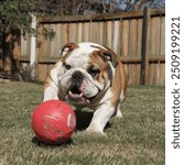 A photo of a bulldog playing with a red ball. The bulldog is in a backyard with a wooden fence. The ground is covered with greengrass. The bulldog