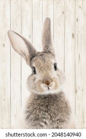 photo of a bunny or rabbit on a wooden background for digital printing wallpaper, custom design wallpaper