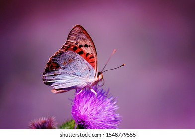 Photo of a butterfly on a purple background. Natural background. - Powered by Shutterstock