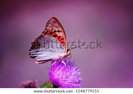Photo of a butterfly on a purple background. Natural background.