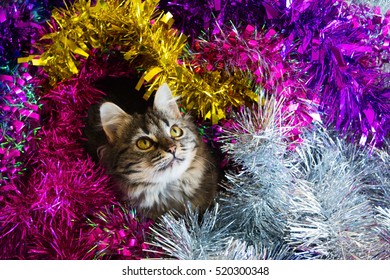 Photo By Beautiful Cat In The Colored Tinsel.