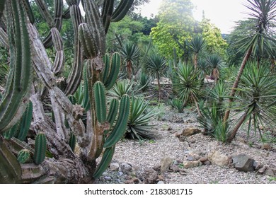 Photo Of A Cactus Garden In Bogor Botanical Gardens