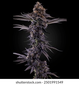 Photo of a cannabis Plant up close with detail