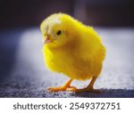 
The photo captures an adorable yellow chick standing on a soft surface, bathed in gentle light. Its fluffy feathers and curious gaze radiate warmth and innocence, creating a heartwarming scene.