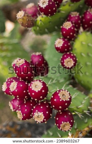 The photo captures ripe red prickly pear fruits on a cactus, their color contrasting with green pads, dotted with areoles, signaling a past spiny defense. Stock photo © 