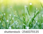 Photo capturing the beauty of dew drops on fresh green grass. This serene image evokes nature