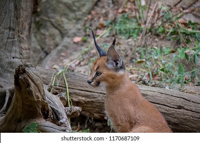 Photo Of Caracal Baby.