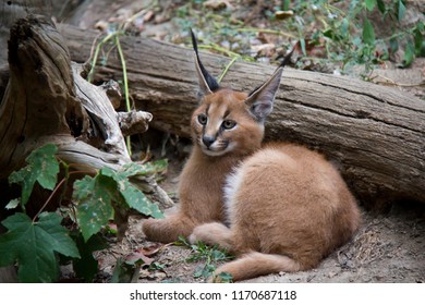 Photo Of Caracal Baby.