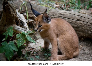 Photo Of Caracal Baby.