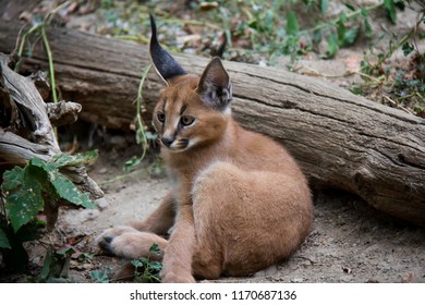 Photo Of Caracal Baby.