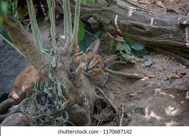 Photo Of Caracal Baby.