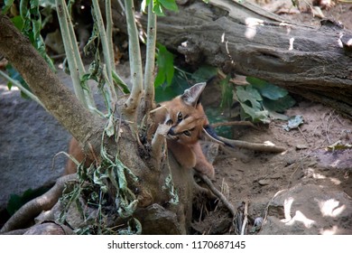 Photo Of Caracal Baby.