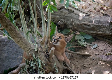 Photo Of Caracal Baby.