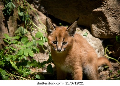 Photo Of Caracal Baby.