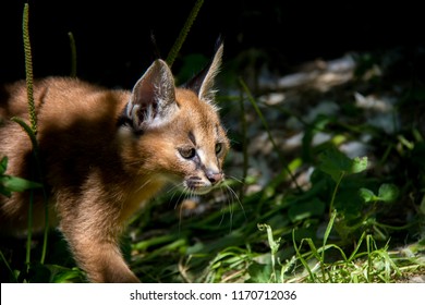 Photo Of Caracal Baby.