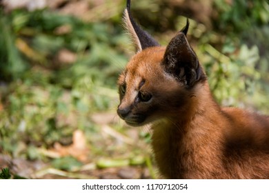 Photo Of Caracal Baby.