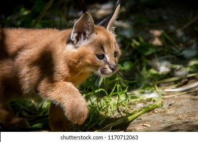 Photo Of Caracal Baby.