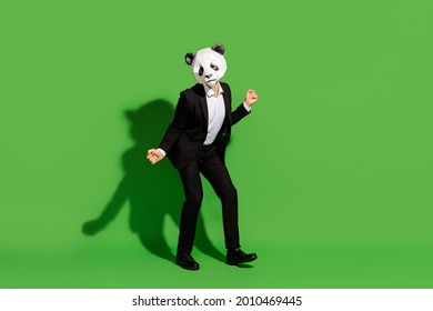 Photo Of Carefree Joyful Man Corporate Event Dance Wear Panda Mask Black Tux Shoes Isolated On Green Color Background