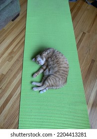 Photo Of A Cat Lying On A Green Yoga Mat