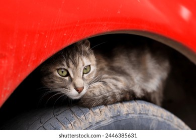 Photo of cat on a car tire. Concept of domestic animals. - Powered by Shutterstock