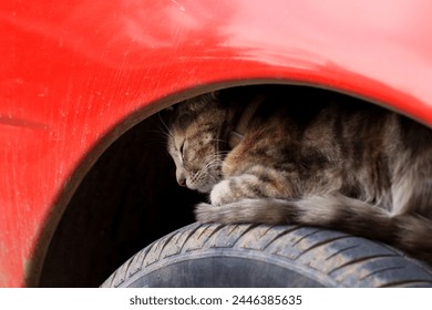 Photo of cat on a car tire. Concept of domestic animals. - Powered by Shutterstock