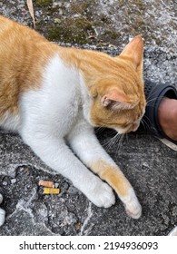 Photo Of A Cat Sleeping On Human Feet