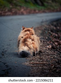 Photo Of Cat Walking Away On The Road