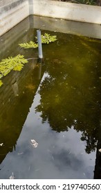 Photo Of A Catfish Rearing Pond Behind The House. Papaya Leaves Placed In The Pond. Home Business.